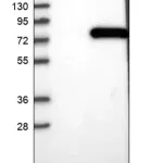 Merck Anti-COG6 antibody produced in rabbit