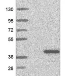 Merck Anti-SPG21 antibody produced in rabbit