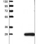 Merck Anti-FAM96A antibody produced in rabbit
