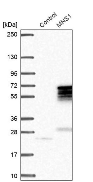 Merck Anti-MNS1 antibody produced in rabbit