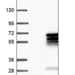 Merck Anti-MNS1 antibody produced in rabbit
