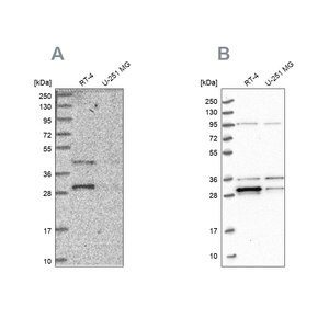 Merck Anti-PPTC7 antibody produced in rabbit