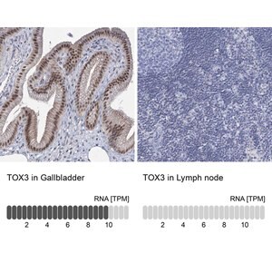 Merck Anti-TOX3 antibody produced in rabbit