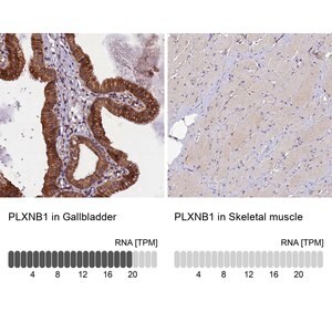 Merck Anti-PLXNB1 antibody produced in rabbit