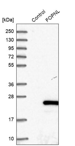 Merck Anti-FOPNL antibody produced in rabbit