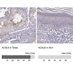 Merck Anti-ACSL6 antibody produced in rabbit
