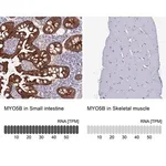 Merck Anti-MYO5B antibody produced in rabbit