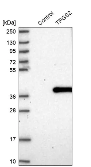 Merck Anti-TPGS2 antibody produced in rabbit