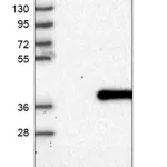Merck Anti-TPGS2 antibody produced in rabbit