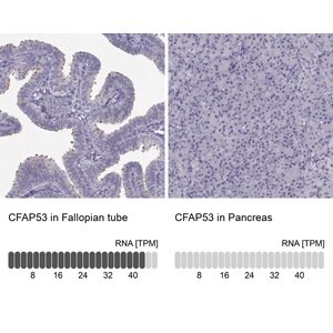 Merck Anti-CFAP53 antibody produced in rabbit