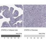 Merck Anti-CFAP53 antibody produced in rabbit
