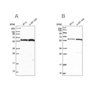 Merck Anti-INTS14 antibody produced in rabbit