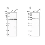 Merck Anti-INTS14 antibody produced in rabbit