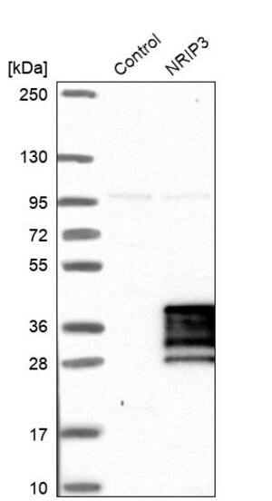 Merck Anti-NRIP3 antibody produced in rabbit