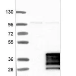 Merck Anti-NRIP3 antibody produced in rabbit