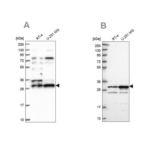 Merck Anti-HAUS1 antibody produced in rabbit