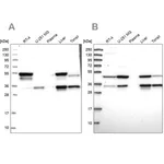 Merck Anti-CLYBL antibody produced in rabbit