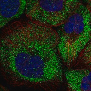 Merck Anti-ARHGAP11A antibody produced in rabbit