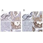 Merck Anti-RNH1 antibody produced in rabbit