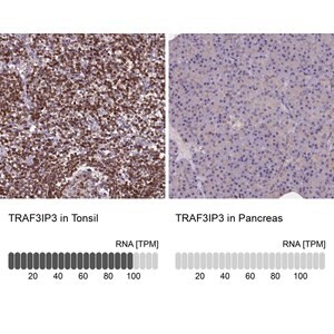 Merck Anti-TRAF3IP3 antibody produced in rabbit