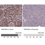 Merck Anti-TRAF3IP3 antibody produced in rabbit