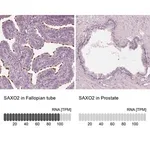 Merck Anti-SAXO2 antibody produced in rabbit