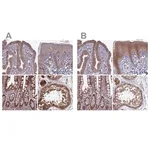 Merck Anti-RCCD1 antibody produced in rabbit