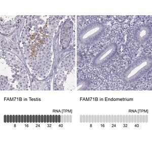 Merck Anti-FAM71B antibody produced in rabbit