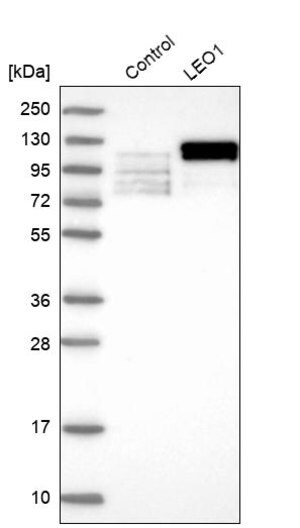 Merck Anti-LEO1 antibody produced in rabbit