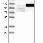Merck Anti-LEO1 antibody produced in rabbit