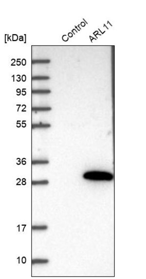 Merck Anti-ARL11 antibody produced in rabbit