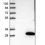Merck Anti-ARL11 antibody produced in rabbit