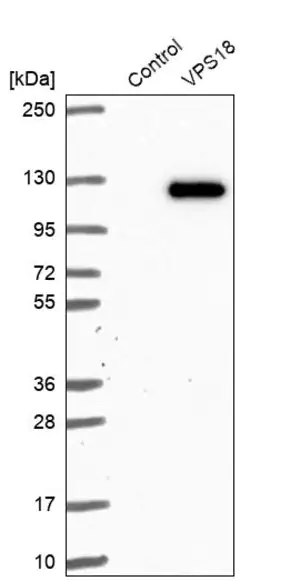 Merck Anti-VPS18 antibody produced in rabbit