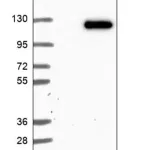 Merck Anti-VPS18 antibody produced in rabbit