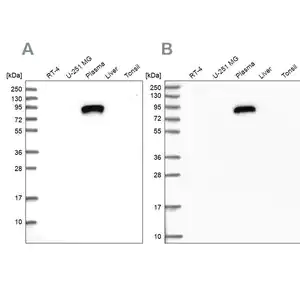 Merck Anti-IGFALS antibody produced in rabbit