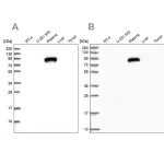 Merck Anti-IGFALS antibody produced in rabbit