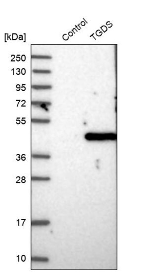 Merck Anti-TGDS antibody produced in rabbit