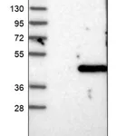 Merck Anti-TGDS antibody produced in rabbit