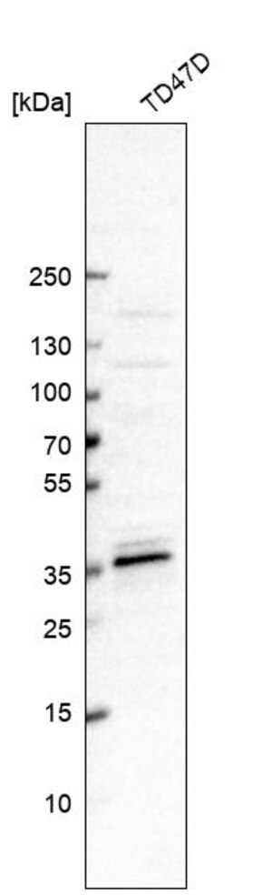Merck Anti-MED19 antibody produced in rabbit