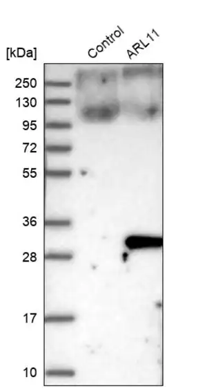Merck Anti-ARL11 antibody produced in rabbit