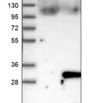 Merck Anti-ARL11 antibody produced in rabbit