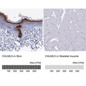 Merck Anti-CALML5 antibody produced in rabbit