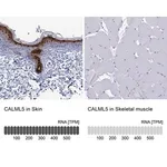 Merck Anti-CALML5 antibody produced in rabbit