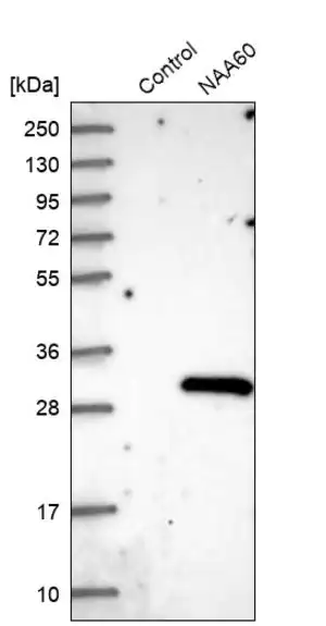 Merck Anti-NAA60 antibody produced in rabbit