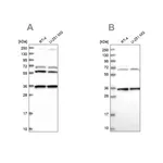 Merck Anti-DNAJC17 antibody produced in rabbit