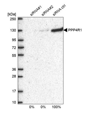 Merck Anti-PPP4R1 antibody produced in rabbit