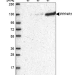 Merck Anti-PPP4R1 antibody produced in rabbit