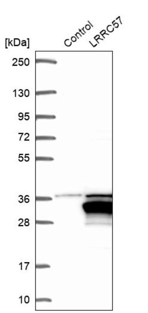 Merck Anti-LRRC57 antibody produced in rabbit