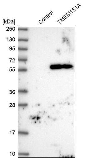 Merck Anti-TMEM151A antibody produced in rabbit