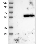 Merck Anti-TMEM151A antibody produced in rabbit